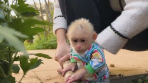 Обезьянка крошка БУКАШКА садит цветы саженцы в палисандике с мамой Работящая милашка