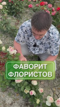 Роза - фаворит флористов 🌹😍