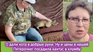 Отдали кота в хорошие руки. Посадила кактус. Ну и цены в нашей Пятёрочке!