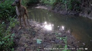 Молодой волк из "Калужских засек"