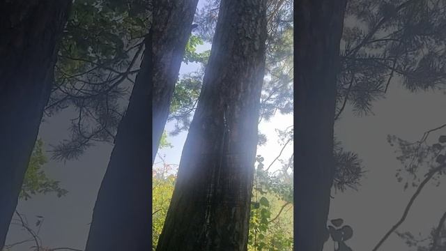поход на гору Медведь-камень, Нижний Тагил, привал #гора #медведькамень #тагил #природа #travel