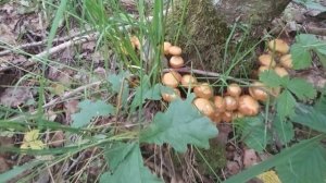 Первые Летние Опята. Грибы Ворушки.