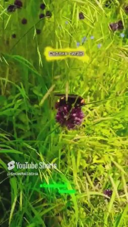 Вау, Гигантиха-Оса набросилась на камеру, нектаром упоившись, сколия #super#shorts-RUTUBE