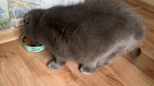 А вот ещё кадры где кушает мой дружочек пиражочек,придётся делиться с ним кормом)
