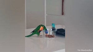 Лучшая подборка САМЫХ СМЕШНЫХ попугаев