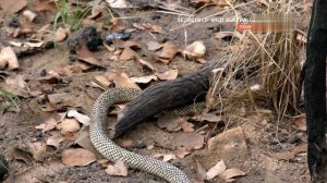 Тайны дикой природы Австралии Змеи