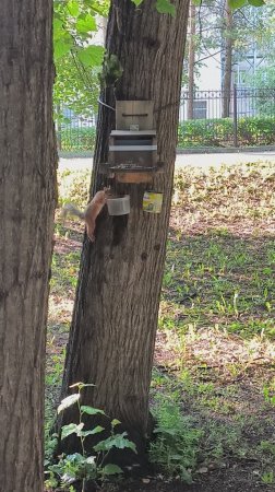 Незнакомая белка согласилась погрызть кедряшки