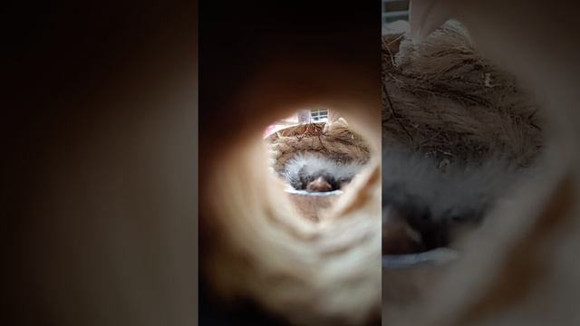 Птенци канарейки и пепела