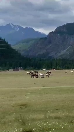 видео из авто кони