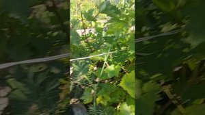 Обработка и состояние винограда после цветения в Сибири