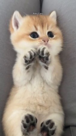 Котенок😊