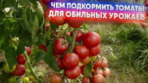 ЭТОТ Секрет Подкормки Томатов УДИВИТ Даже Опытных Дачников!