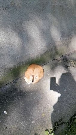 Кошак шипит, но чувствует себя лучше Боярского