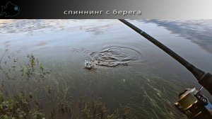 Кто живет  в устье микроречки