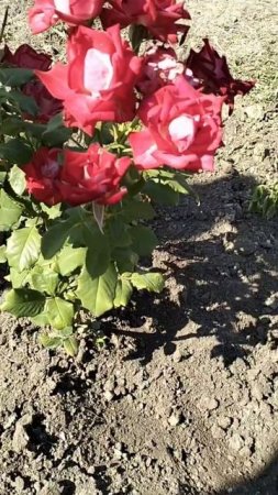 Для настроения.Мои новые розы