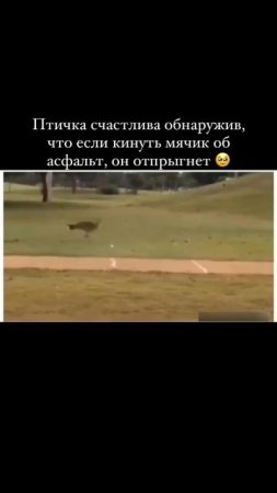 Птичка развлекается