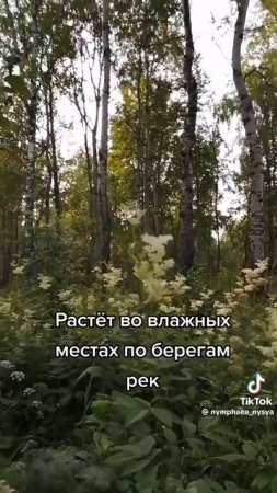 Таволга