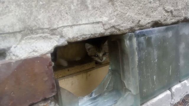 Мама кошечка  с котятами.