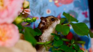 Голдюсик 🐹