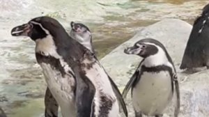 Прыгнуть- не прыгнуть?