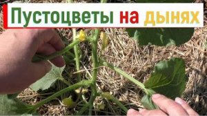 Может не прищипывать основной побег у дыни? Пустоцветы на дынях