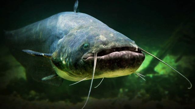 Пресноводные рыбы 🐟