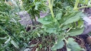 🍅 Почему желтеют листья у томатных гномов? Ошибки ухода и как их исправить