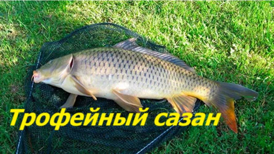 ТРОФЕЙНЫЙ САЗАН в ИЮНЕ! КАК ЛОВИТЬ САЗАНА ЛЕТОМ? МЕСТА, СНАСТИ и НАЖИВКИ для ЛОВЛИ САЗАНА