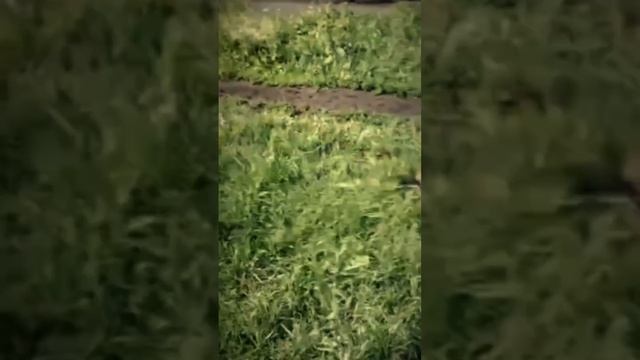 Наш малыш Винсент прислал привет!!!🤝
Наталья Викторовна, благодарим