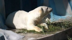 Белая медведица Герда - Королева зеленых листиков и делиться не собирается!