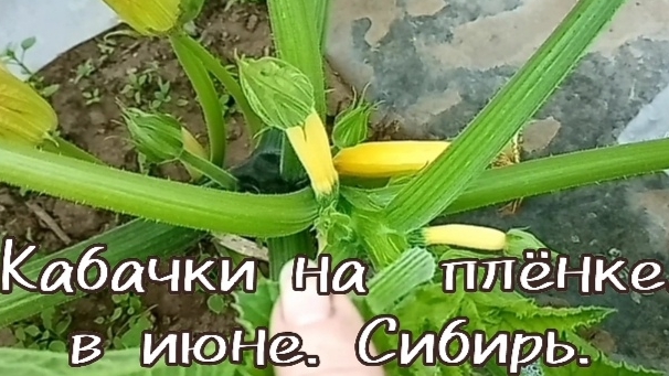 Кабачки на плёнке. Преимущества посадки.