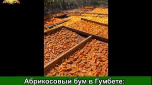 Абрикосовый бум в Гумбете