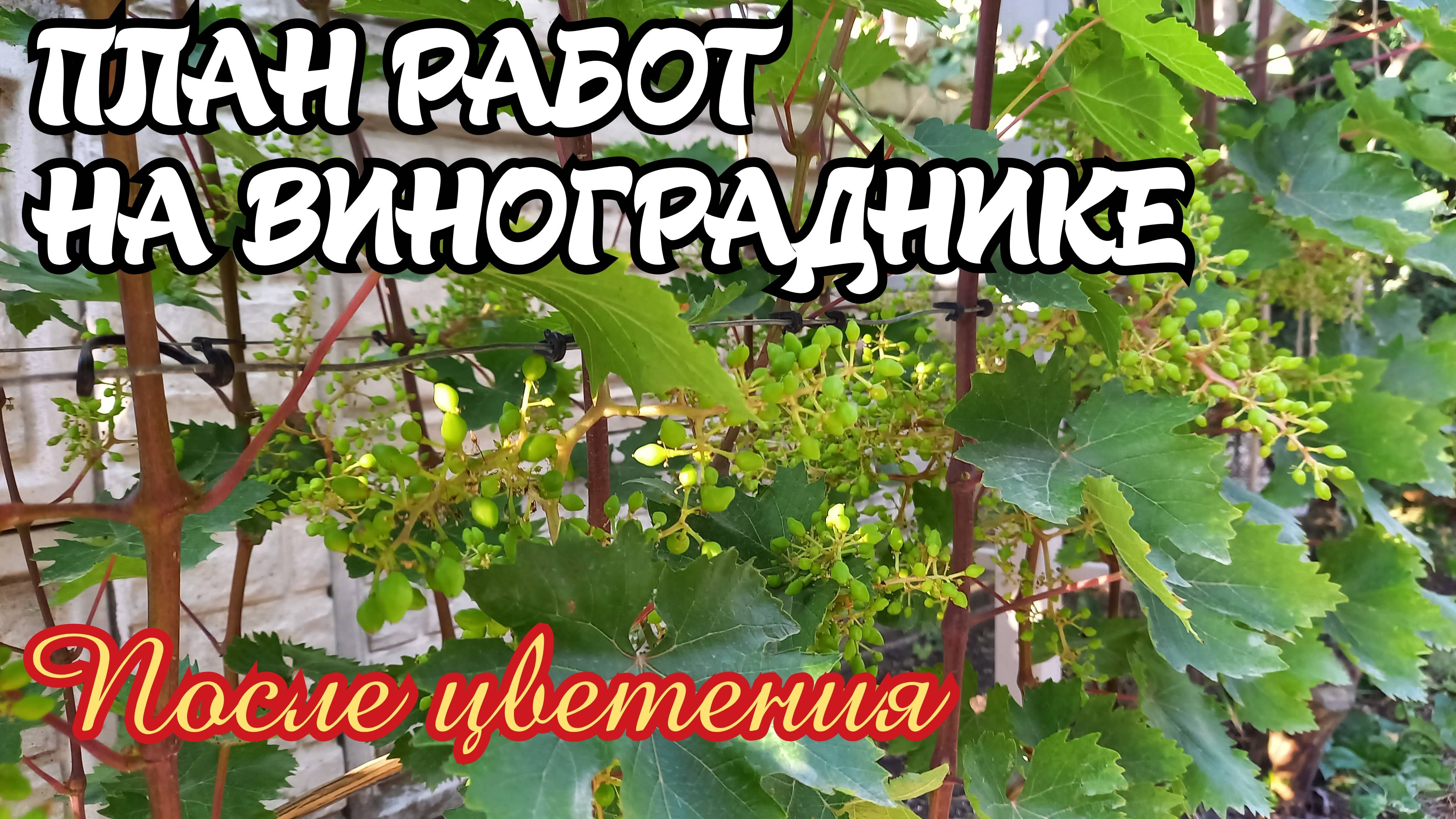 ПЛАН РАБОТ ПОСЛЕ ЦВЕТЕНИЯ винограда.