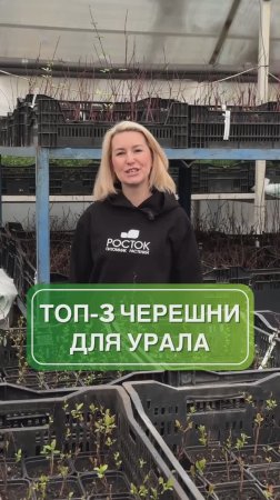 Топ-3 морозостойких черешни | сад и огород | питомник растений