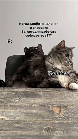 Вы сегодня работать собираетесь?