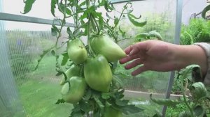 Томаты, которые меня удивили