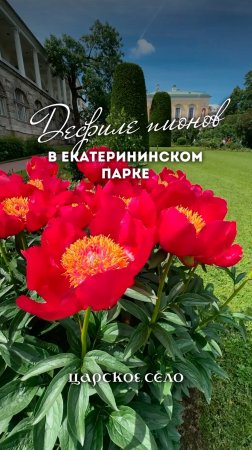 Мы заглянули во Фрейлинский садик Екатерининского парка, а там – дефиле пионов.