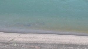 🌊Биологи Китая борются за сохранение беспёрых морских свиней