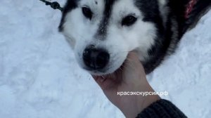 В ГОСТИ К ХАСКИ
