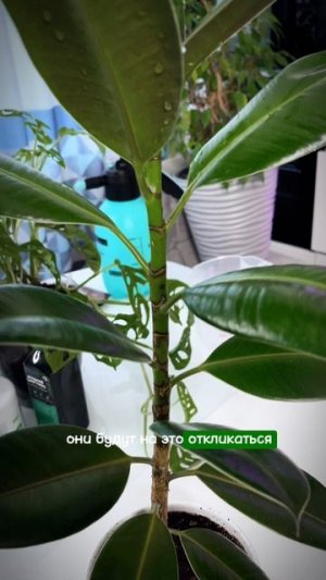 Зачем поливать цветы водой из аквариума#дача #flowers #сад #комнатныерастения #garden #огород