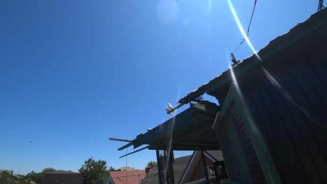 27.06.25 г. Андижанские голуби (1)