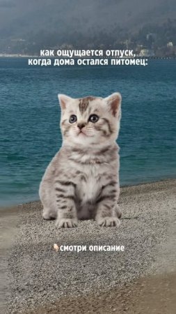 Как не переживать за питомцев?