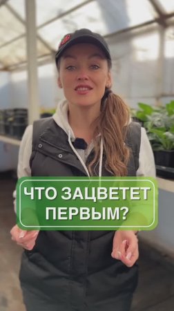 Первые весенние цветы 🌷