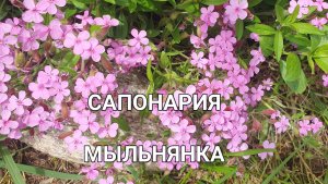 Мыльнянка