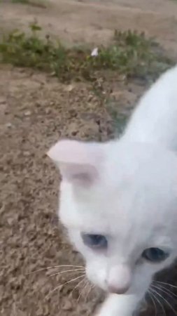 СРОЧНО НУЖЕН ДОМ ИЛИ ПЕРЕДЕРЖКА ДЛЯ КОТЁНКА В ВЯТСКИХ ПОЛЯНАХ