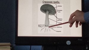 Биология 5 класс. Тема урока: Царства грибов. Внутреннее строение грибов.
