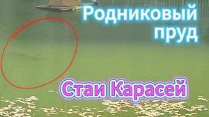 Жильцы ЖК создали рай для рыб? Дрон подтверждает: караси толстеют, утки нянчат утят, вода живая
