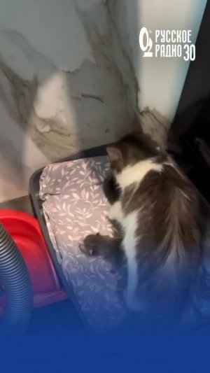 В доме певицы Ханны - пополнение! #ханна #животные #котята #певица #русскоерадио
