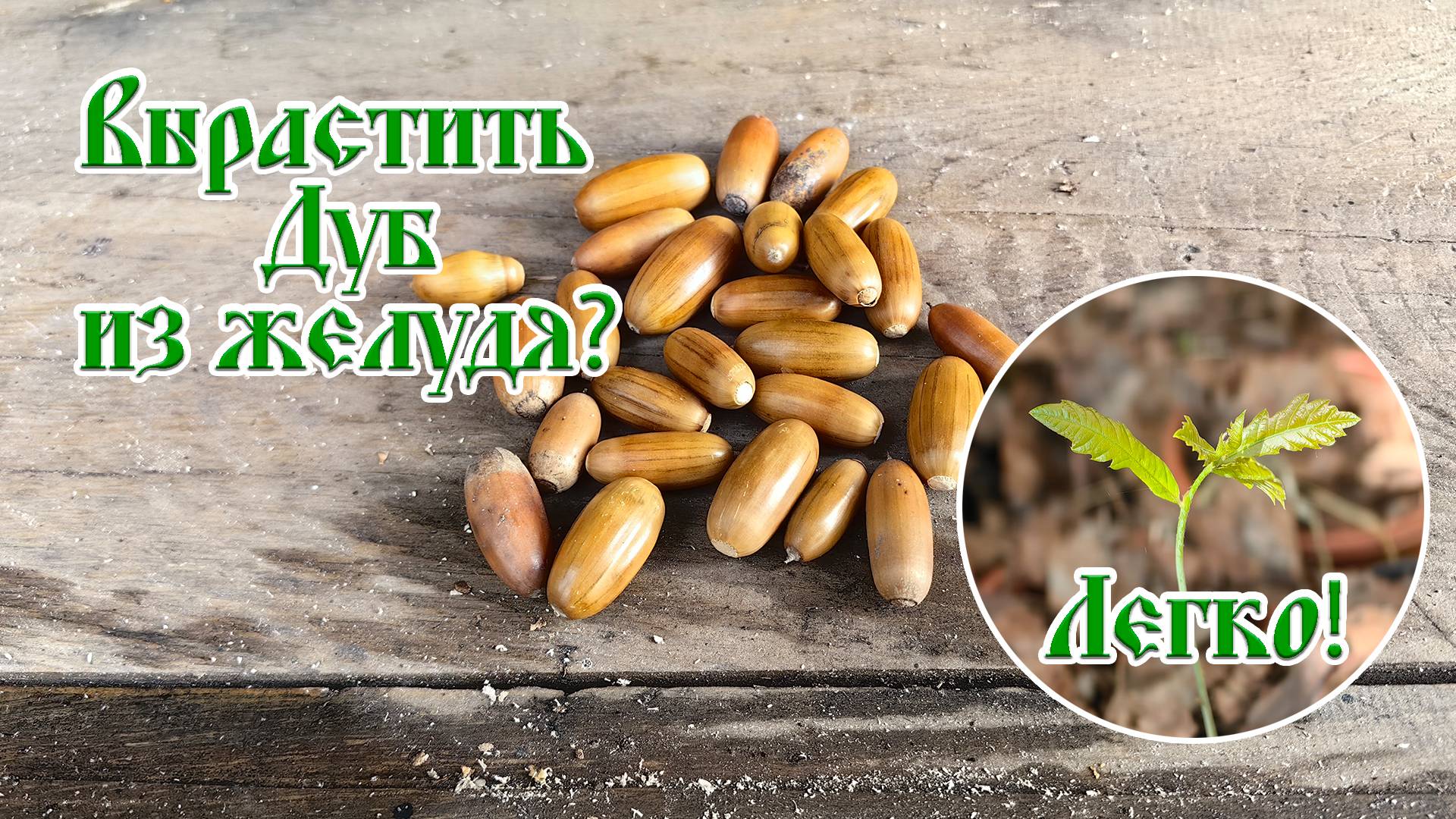 Как вырастить дуб из желудя с закрытой корневой системой?