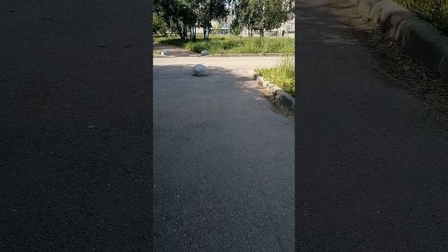 VID_20250627_092712